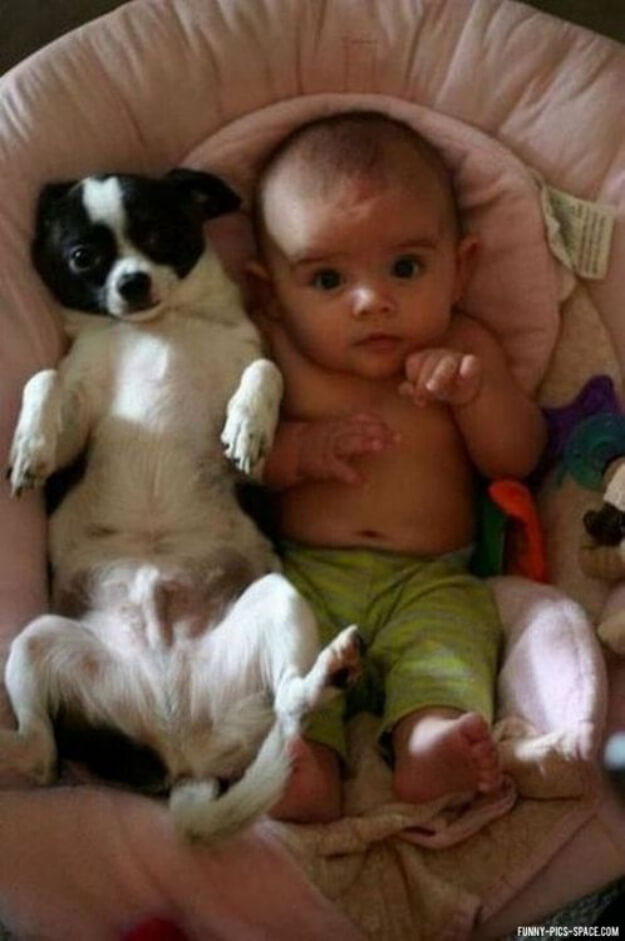 Funny Dogs and kids, puppies and children