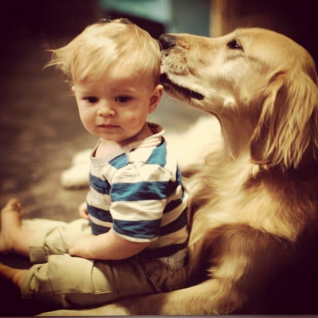 Funny Dogs and kids, puppies and children