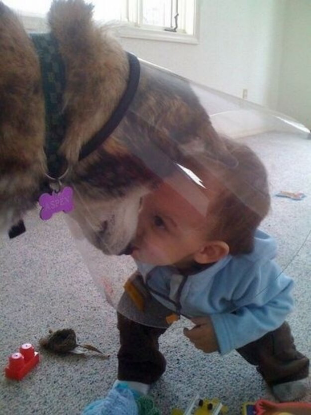 Funny Dogs and kids, puppies and children