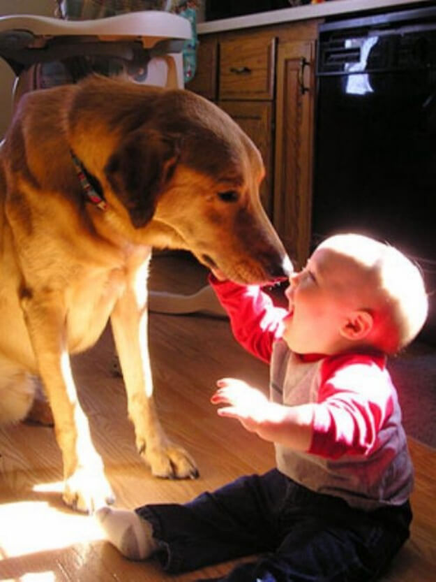 Funny Dogs and kids, puppies and children