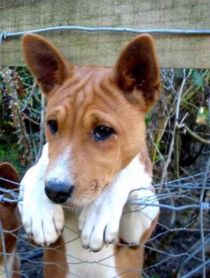 Dog Ears Types & Shapes