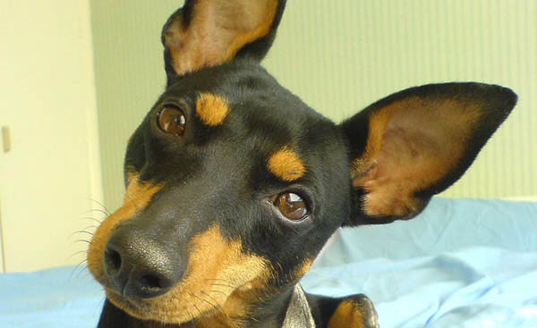 Dog Ears Types & Shapes