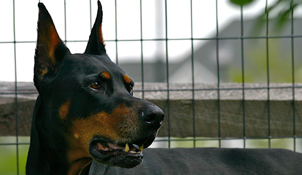 Dog Ears Types & Shapes