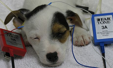 DOG EAR HEAR DEAFNESS