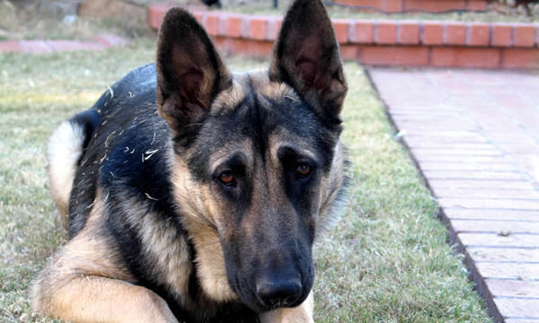 Dog Ears Types & Shapes