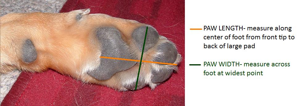 DOG SIZE, PUPPY SIZE, DOG BREEDS SIZE CHART, DOG SIZE MEASURE CALCULATOR