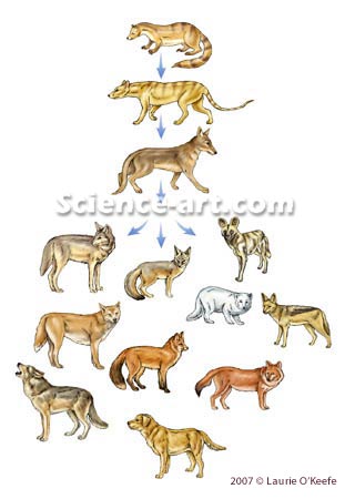 Dog Breeds & Origins - History Of Dogs