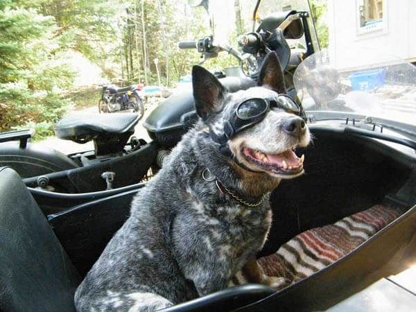 dog in car