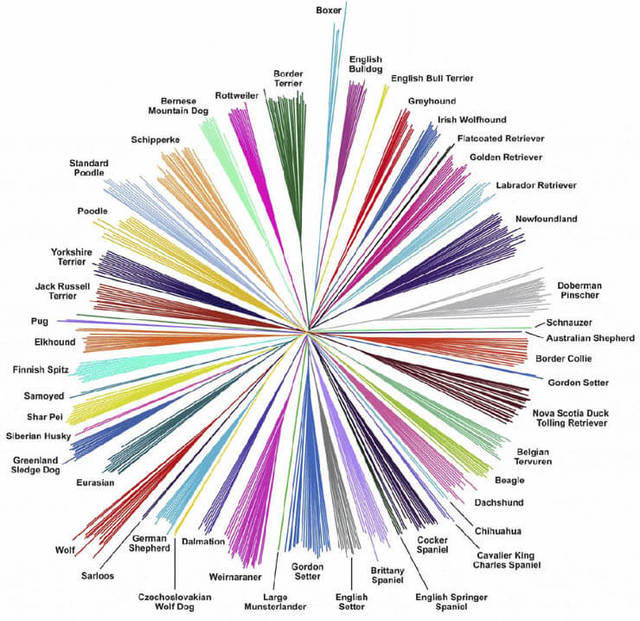 Image from Vaysse A, et al. PLoS Genet. (2011) vol. 7 iss. 10 pp. e1002316.