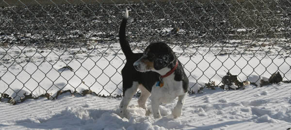 DOG and PUPPY TAIL