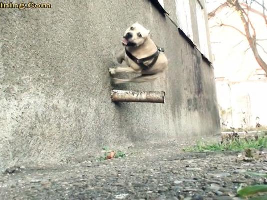 DOG PARKOUR - by TRET