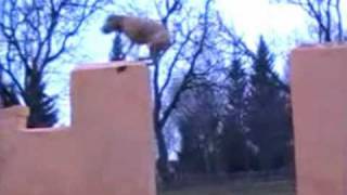 DOG PARKOUR