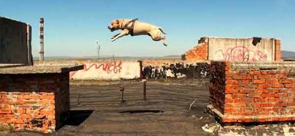 DOG PARKOUR