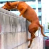 DOG PARKOUR