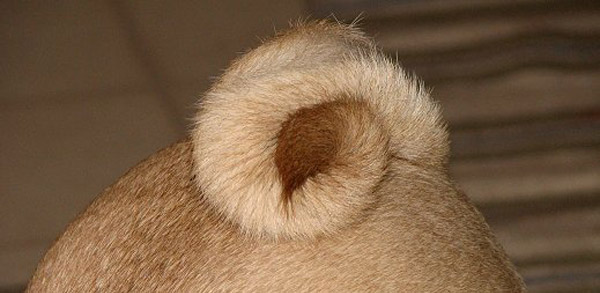 DOG and PUPPY TAIL