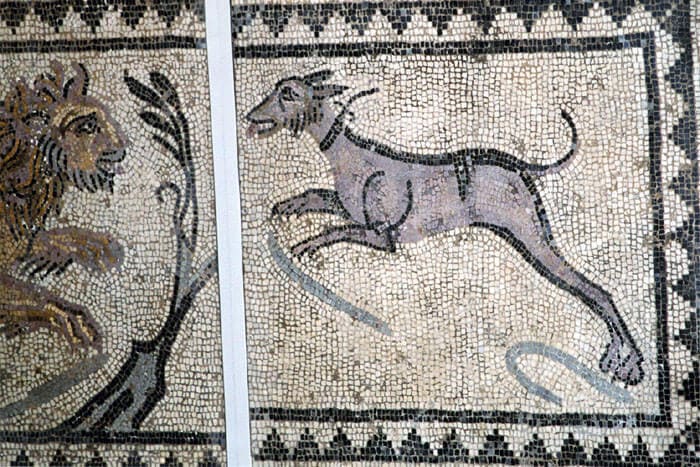 ANCIENT DOG PHOTOS