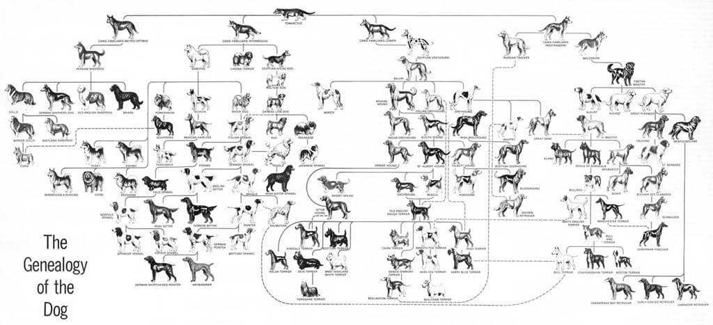 DOG GENEALOGY