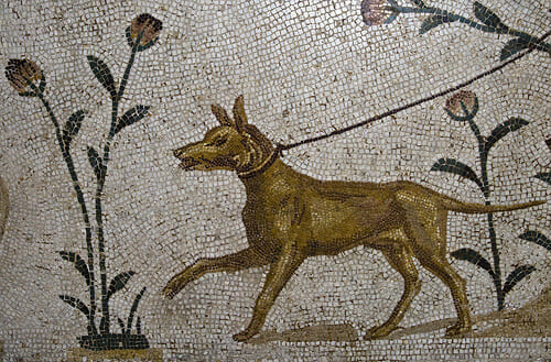 ANCIENT DOG PHOTOS