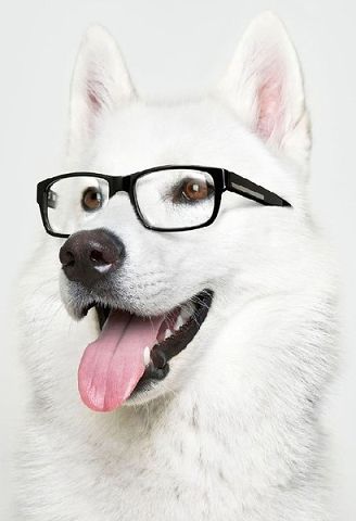 DOG VISION and EYES