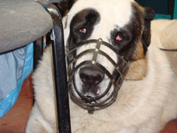 Dog Muzzle Types, Sizes, Uses, Prices - Buy Online Dog Muzzle