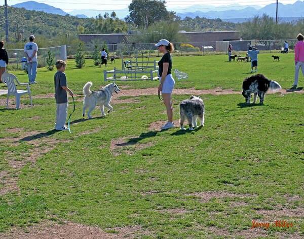 Dog Off-Leash Parks Finder, Etiquette, Rules