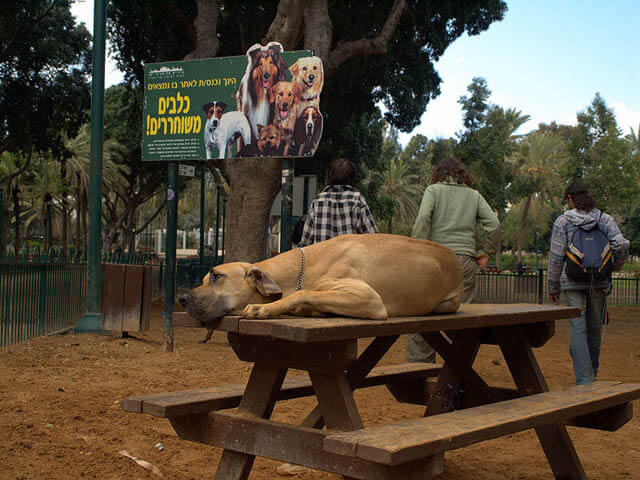 Dog Off-Leash Parks Finder, Etiquette, Rules