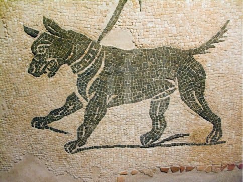 ANCIENT DOG PHOTOS