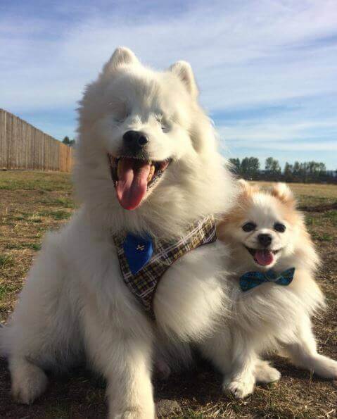 BLIND DOG SEEING EYE COMPANION, FRIEND, INFORMATION, TIPS, INFOGRAMS, VIDEO, PHOTO