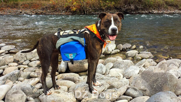 DOG & PUPPY BACKPACK WEAR TRAINING GUIDE - TEACHING GUIDE & INSTRUCTIONS