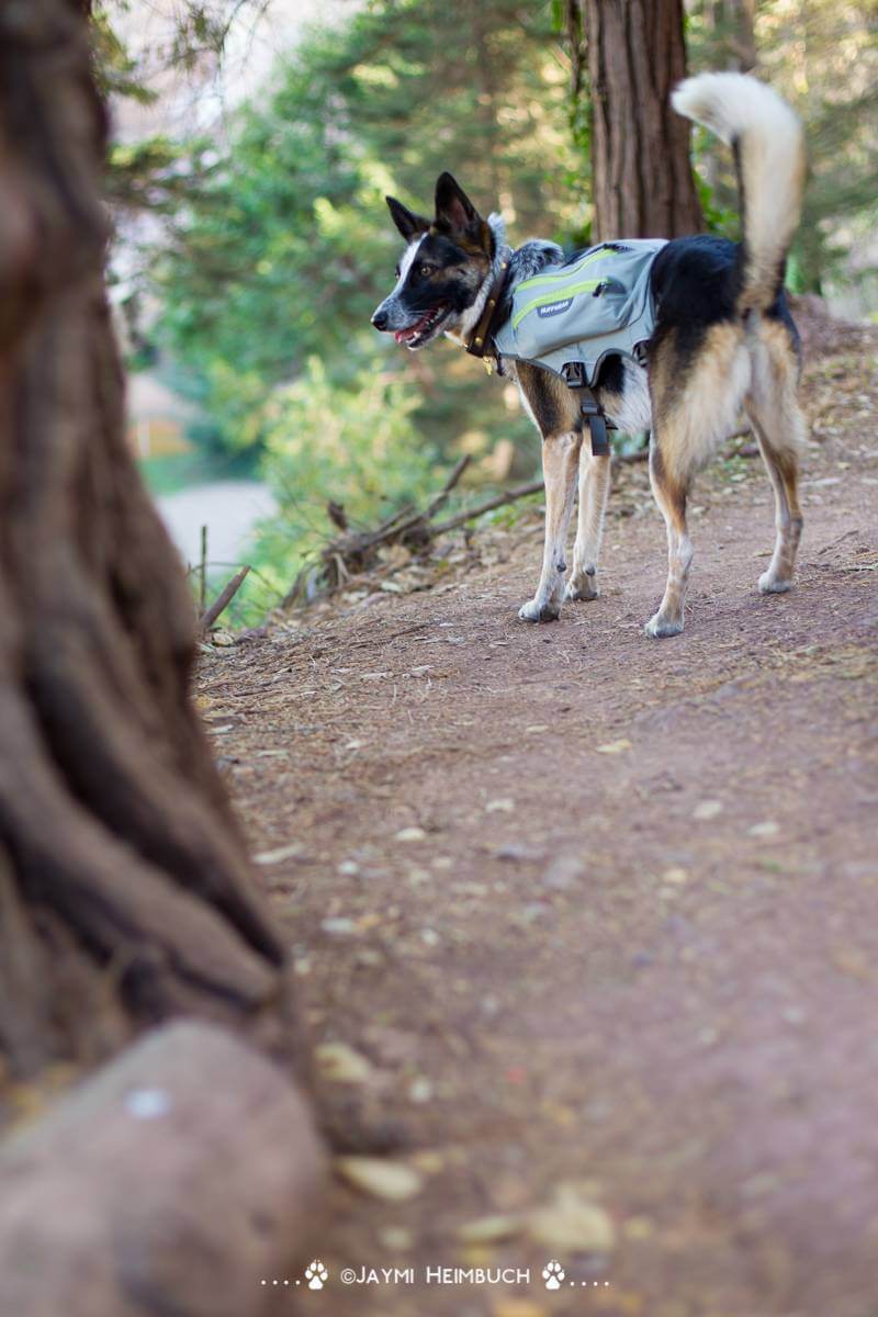 DOG & PUPPY BACKPACK WEAR GUIDE - TEACHING GUIDE & INSTRUCTIONS