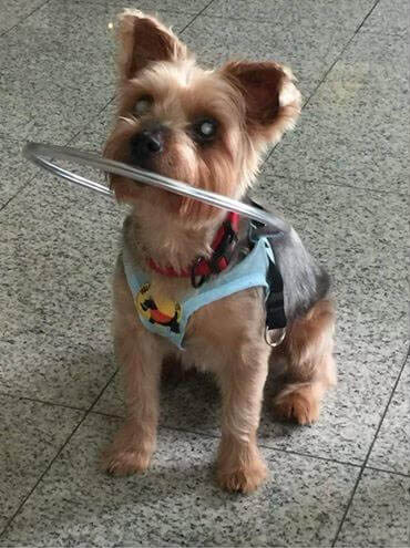 DOG VISION and EYES