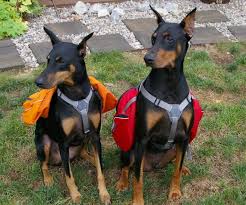 DOG & PUPPY BACKPACK HOMEMADE DIY GUIDE - PHOTOS, VIDEOS, INFOGRAPHICS - Instructions