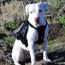 DOG & PUPPY BACKPACK WEAR GUIDE - TEACHING GUIDE & INSTRUCTIONS