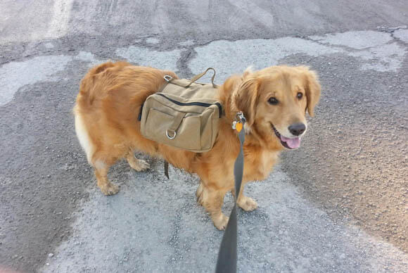 DOG & PUPPY BACKPACK WEAR GUIDE - TEACHING GUIDE & INSTRUCTIONS