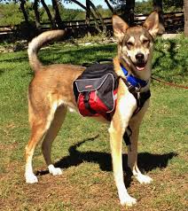 DOG & PUPPY BACKPACK WEAR GUIDE - TEACHING GUIDE & INSTRUCTIONS