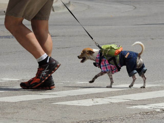 DOG & PUPPY BACKPACK