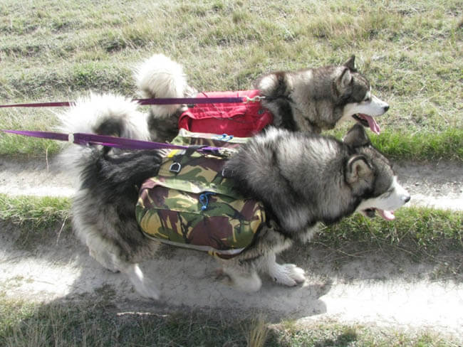 DOG & PUPPY BACKPACK WEAR GUIDE - TEACHING GUIDE & INSTRUCTIONS