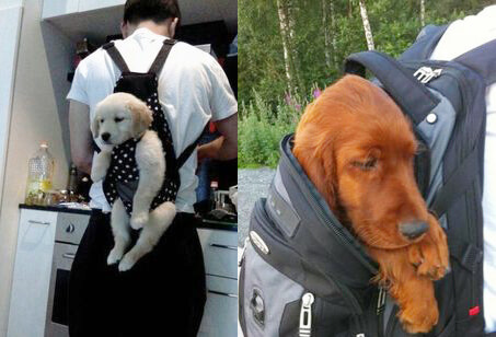 TEACH DOG & PUPPY TO ENJOY CARRIERS, OUTDOOR SADDLE BAGS, DOG CARRYING HARNESS