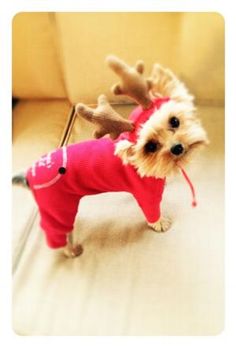 MAKE SEW COMFORTABLE WARM CUSTOM HOMEMADE DIY DOG PAJAMA, DOG & PUPPY PAJAMA FREE PATTERNS & PRINTS