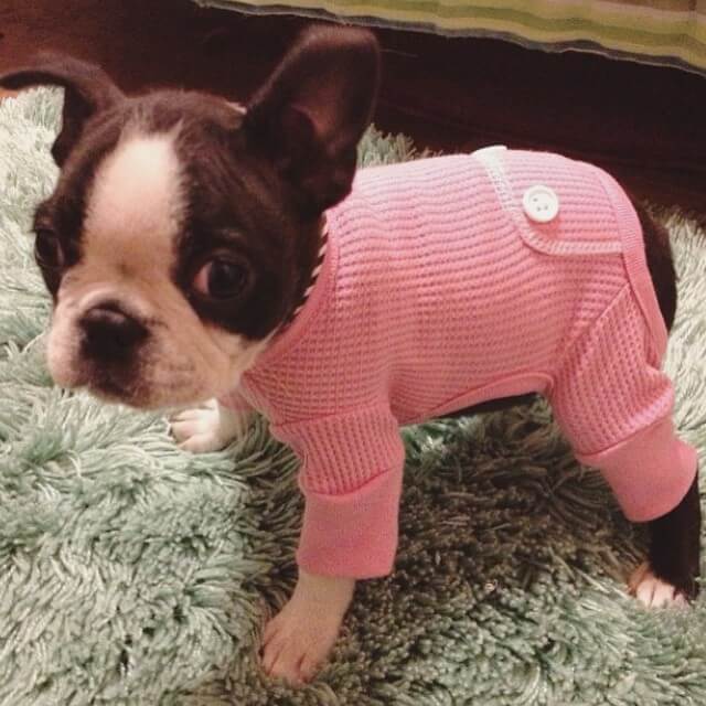 MAKE SEW COMFORTABLE WARM CUSTOM HOMEMADE DIY DOG PAJAMA, DOG & PUPPY PAJAMA FREE PATTERNS & PRINTS