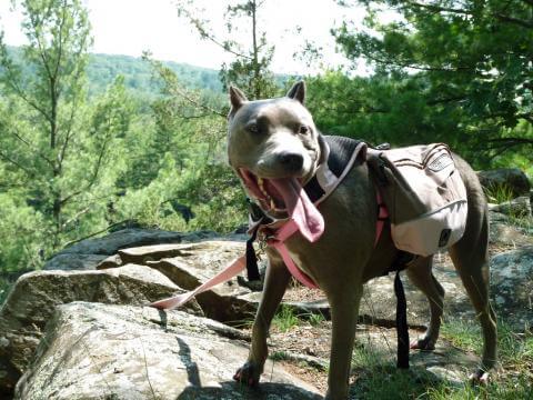 DOG HIKING