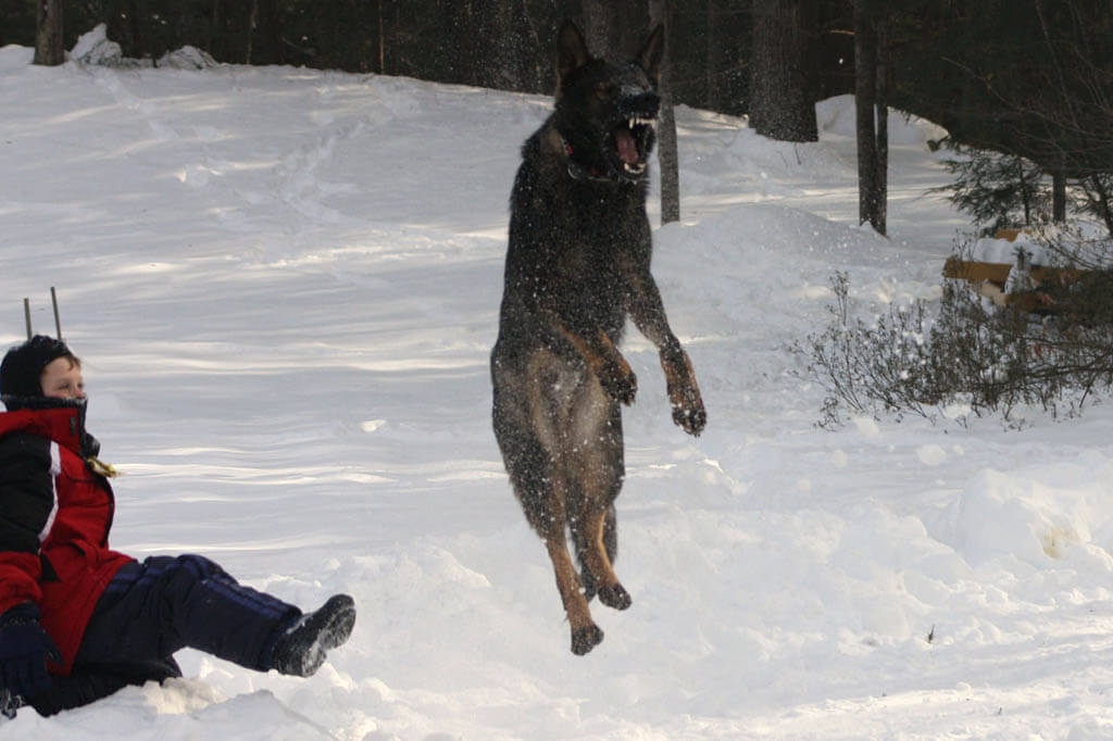 Dog Tricks, Obedience, Dog Training & Teaching Techniques & Video