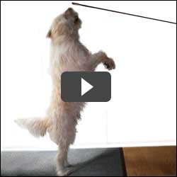 Dog Tricks, Obedience, Dog Training & Teaching Techniques & Video