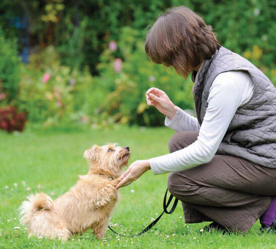 Dog Tricks, Obedience, Dog Training & Teaching Techniques & Video