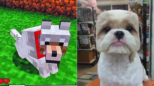 Download Free Dog Puppy Minecraft 2016 2017, Textures, Videos, Mods, Images, Updates