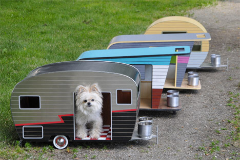 Pocket Dogs, The Smallest Dog on The Earth