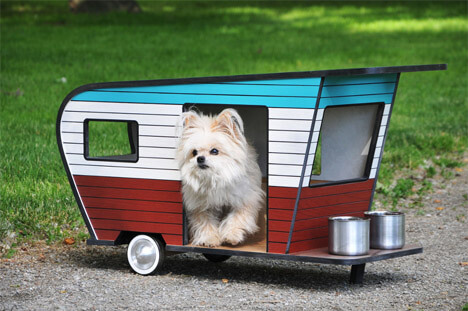 Pocket Dogs, The Smallest Dog on The Earth