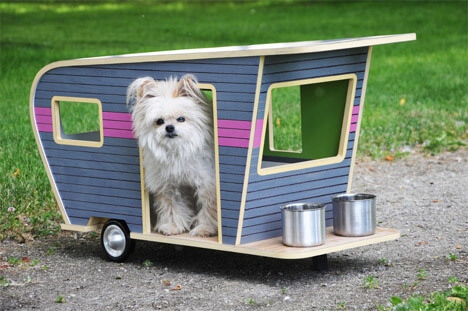 Pocket Dogs, The Smallest Dog on The Earth