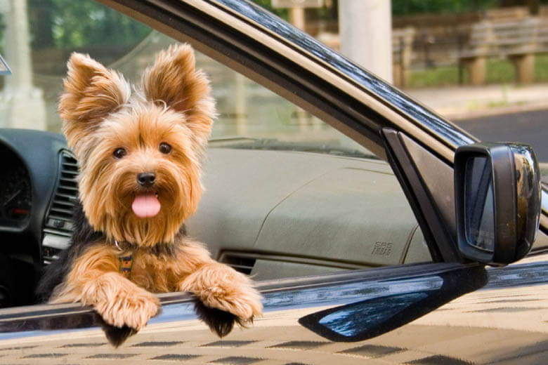 dog in car, dogs and cars