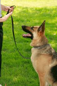 Dog Tricks, Obedience, Dog Training